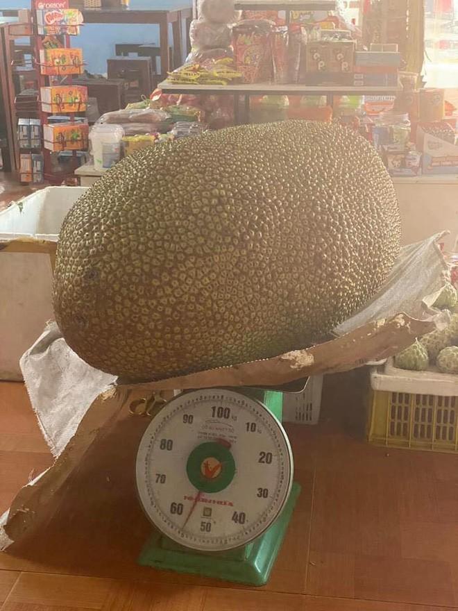 Thực hư quả mít 56kg ở Lạng Sơn khiến dân tình xôn xao-2