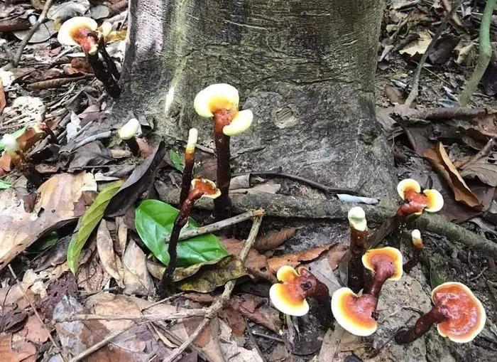 Loại nấm mọc hoang trên rừng có giá lên tới 3 triệu đồng/kg, dân kiếm không đủ bán-2