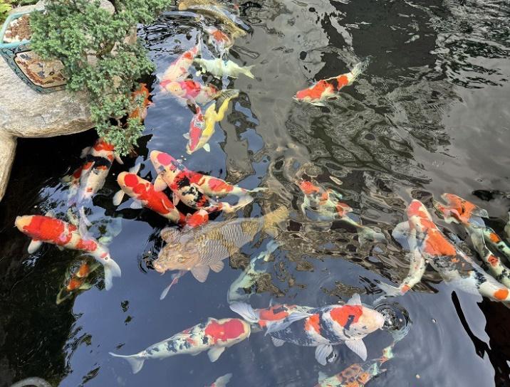 Bất ngờ: Một con cá ở Hải Phòng được trả 200 triệu đồng nhưng chủ nhân không bán-1