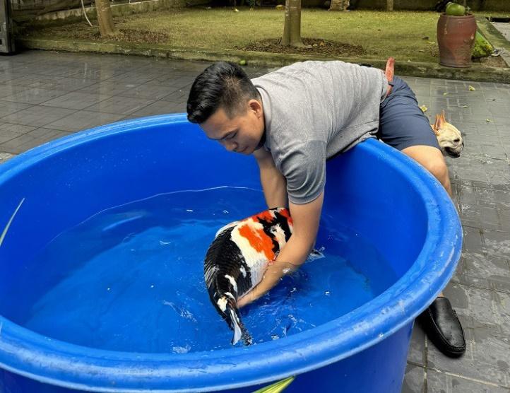 Bất ngờ: Một con cá ở Hải Phòng được trả 200 triệu đồng nhưng chủ nhân không bán-3