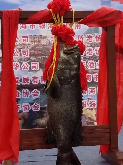 Con cá nặng 78kg giá gần 1 tỷ đồng, vẫn có đại gia quyết xuống tiền mua-2