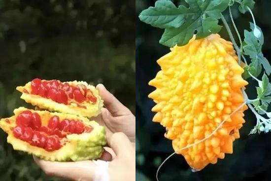 Vào rừng săn 'khổ qua ngọt': Giá 130.000đ/kg, dân hái không đủ bán