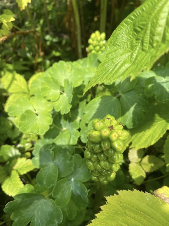 Vợ cũ MC Thành Trung khoe không gian sống nhiều cây xanh, nhiều điểm chung với nhà mẹ chồng Tây-19