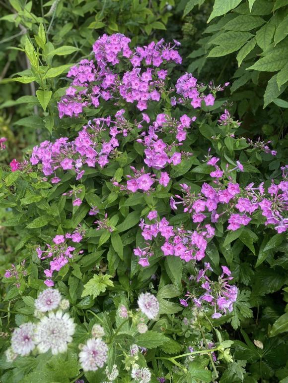 Vợ cũ MC Thành Trung khoe không gian sống nhiều cây xanh, nhiều điểm chung với nhà mẹ chồng Tây-20