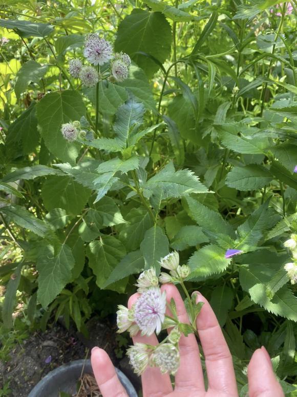 Vợ cũ MC Thành Trung khoe không gian sống nhiều cây xanh, nhiều điểm chung với nhà mẹ chồng Tây-14