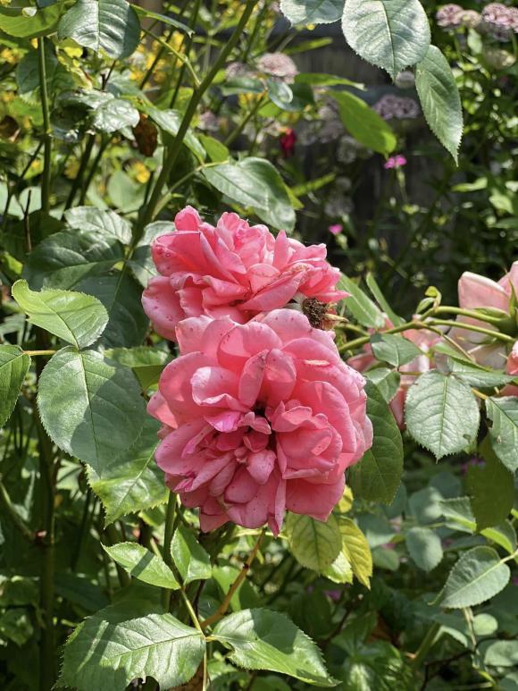 Vợ cũ MC Thành Trung khoe không gian sống nhiều cây xanh, nhiều điểm chung với nhà mẹ chồng Tây-15