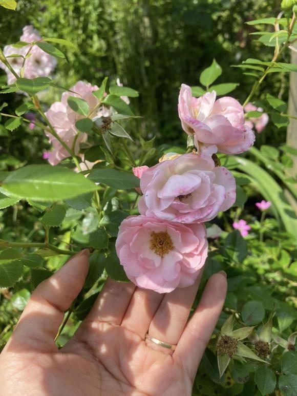 Vợ cũ MC Thành Trung khoe không gian sống nhiều cây xanh, nhiều điểm chung với nhà mẹ chồng Tây-16