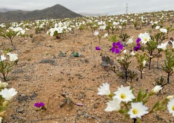 Sa mạc khô cằn nhất thế giới bất ngờ bị bao phủ bởi ‘rừng hoa’-2