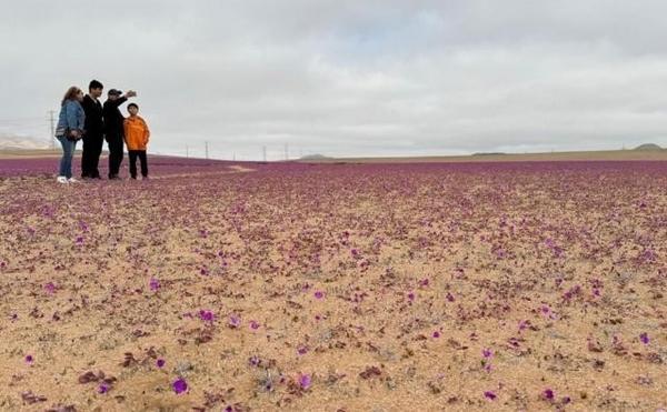 Sa mạc khô cằn nhất thế giới bất ngờ bị bao phủ bởi ‘rừng hoa’-3
