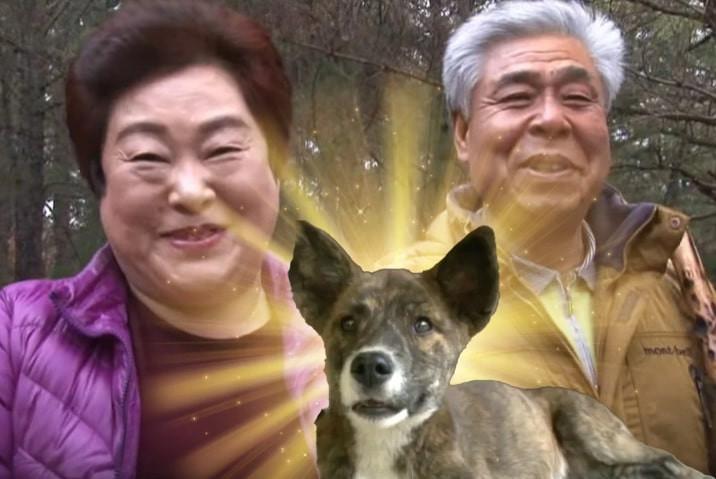 Chú chó chui ra khỏi nấm mồ, tìm đường về nhà khiến nhiều người kinh ngạc-1