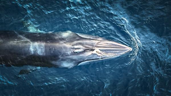 Xuất hiện cá voi dài 8 m săn mồi ở biển Bình Định-2