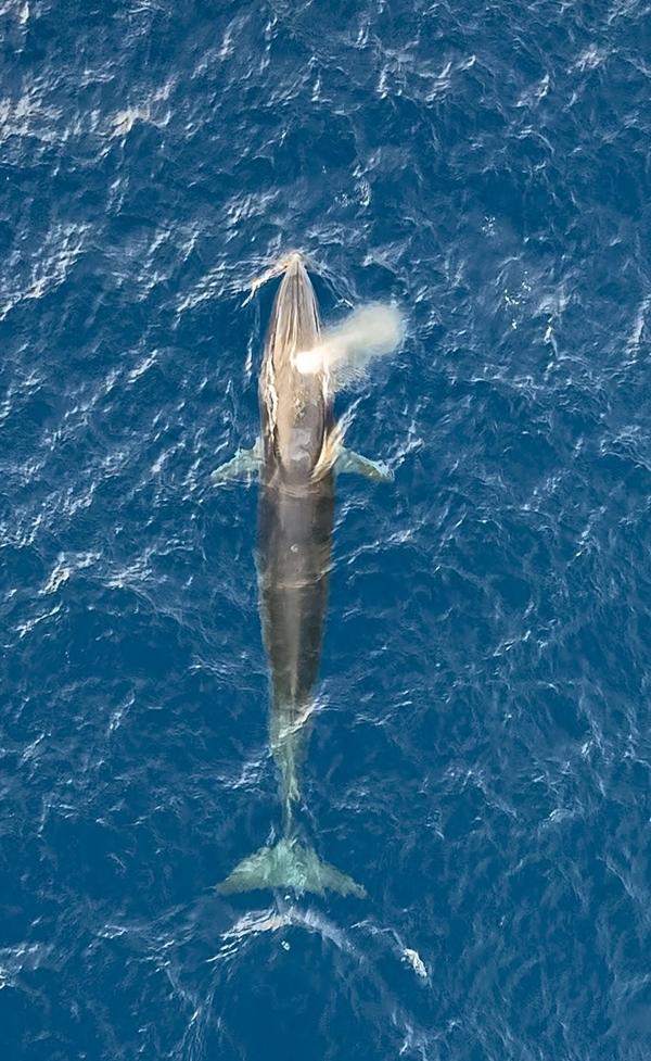 Xuất hiện cá voi dài 8 m săn mồi ở biển Bình Định-3