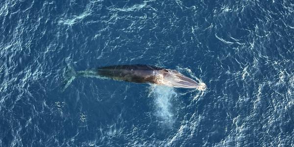 Xuất hiện cá voi dài 8 m săn mồi ở biển Bình Định-4