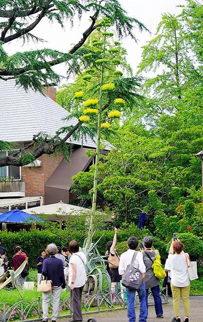 Cảnh tượng trăm năm có một bất ngờ xuất hiện trong công viên-2