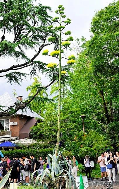 Cảnh tượng trăm năm có một bất ngờ xuất hiện trong công viên-3