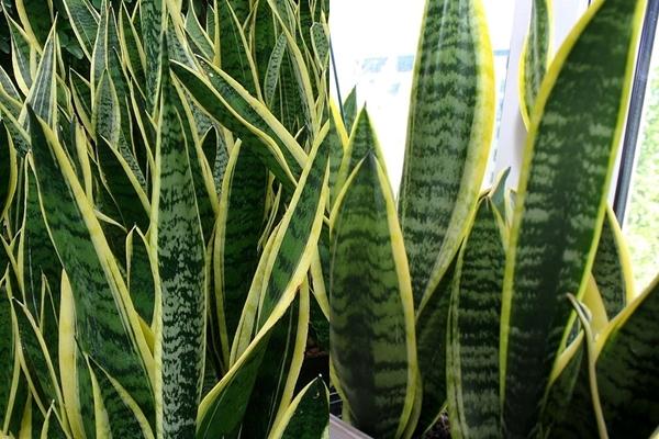 Nhiều người hiếu kỳ đi xem loài hoa trăm năm chỉ nở một lần trước khi chết-5