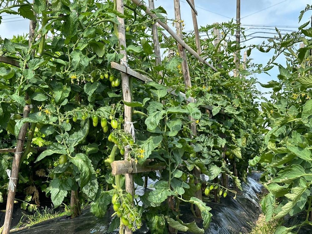 Đôi bạn thân mượn đất hàng xóm ở Nhật, trồng rau, cấy lúa như ở Việt Nam-2