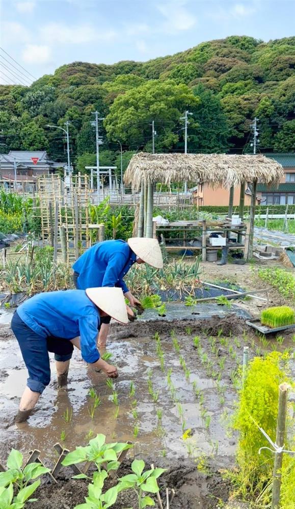 Đôi bạn thân mượn đất hàng xóm ở Nhật, trồng rau, cấy lúa như ở Việt Nam-3