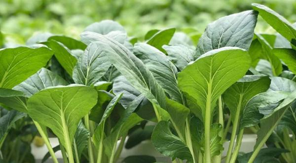 2 loại rau dễ bị phun đẫm thuốc trừ sâu nhất chợ, cái số 1 rất nhiều người ăn-2