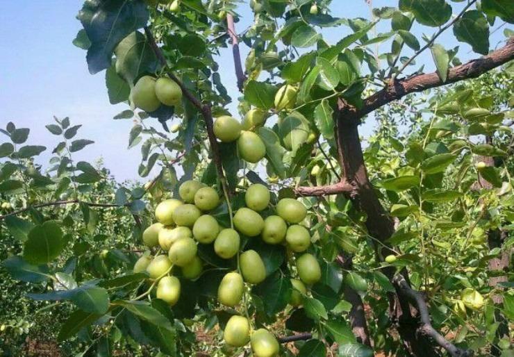 Quả vừa chua vừa chát, ăn 1 miếng muốn bỏ đi ngay mà được ví như nhân sâm-2