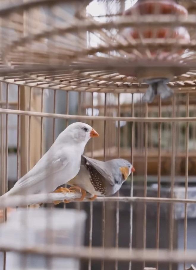 NSƯT Chí Trung đau lòng khi nhà cũ đổ nát, bị bỏ hoang, khác hẳn Chí Trung gia trang hiện tại-10