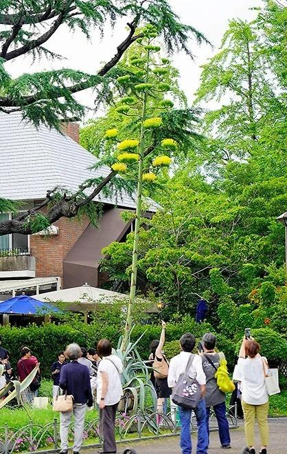 Nhiều người hiếu kỳ đi xem loài hoa trăm năm chỉ nở một lần trước khi chết-3