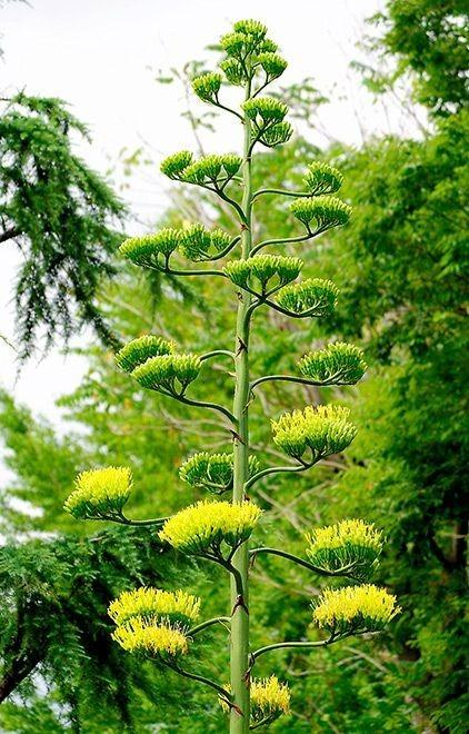 Nhiều người hiếu kỳ đi xem loài hoa trăm năm chỉ nở một lần trước khi chết-4