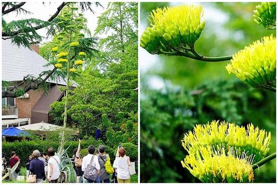Nhiều người hiếu kỳ đi xem loài hoa trăm năm chỉ nở một lần trước khi chết