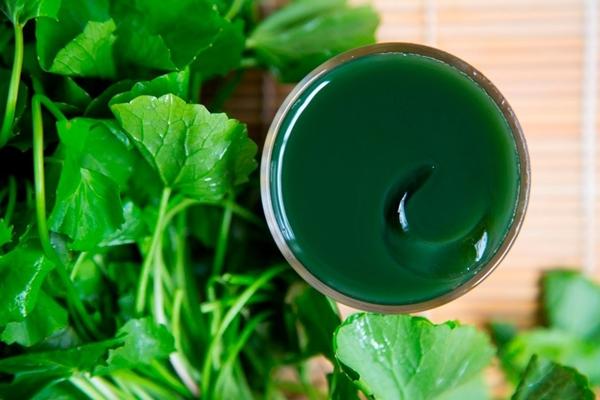 Uống nước ép rau má theo cách này, nhiều người rước họa vào thân mà không hay-2