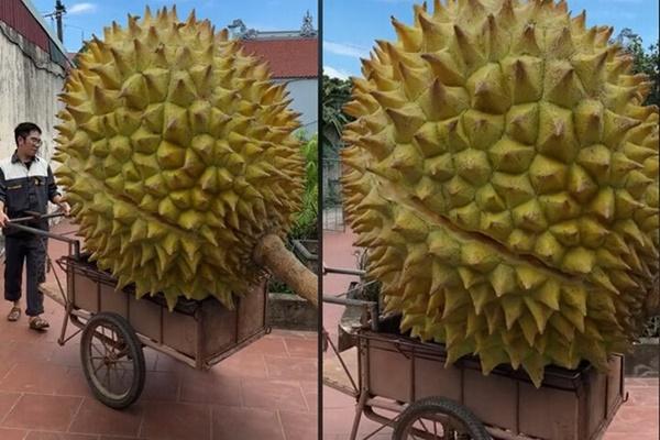 Phân biệt sầu riêng cái, sầu riêng đực và cách chọn sầu riêng ngon-2