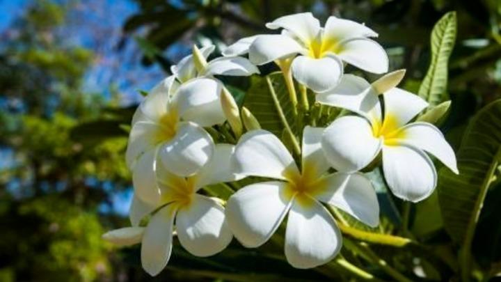 Vì sao hoa đại đẹp nhưng không được trồng trước nhà?-1