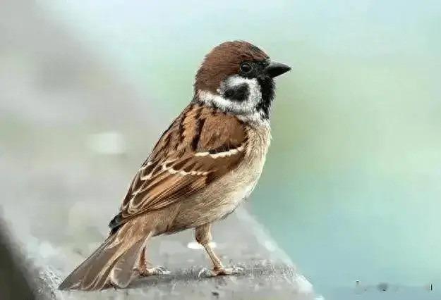 Dù con cái có hiếu thảo đến đâu, bạn cũng phải nhớ định luật chim sẻ-1