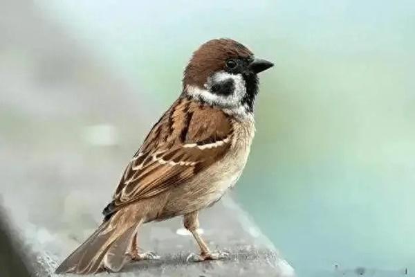 Đàn ông hay phụ nữ đau khổ hơn khi chia tay?-2