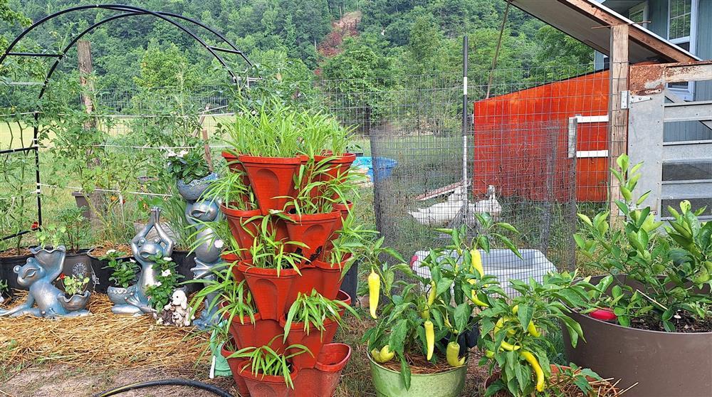 Cuộc sống của vợ Việt với gia đình chồng ở vùng nông thôn nước Mỹ-3