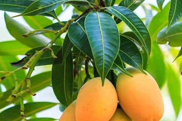 Loại gia vị bán đầy chợ Việt, tốt cho đường huyết, người bệnh tiểu đường nên ăn thường xuyên để ngừa bệnh tật-4