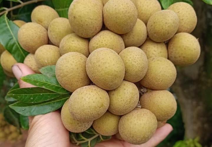 5 nhóm người nên hạn chế ăn loại quả đặc sản mùa hè-1