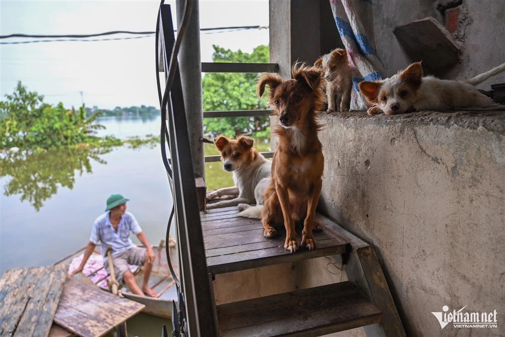 5 ngày sống cô lập trên biển nước ở ngoại thành Hà Nội-11