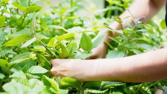 Em gái Tăng Thanh Hà sang Mỹ sống, khoe không gian xanh mát-4