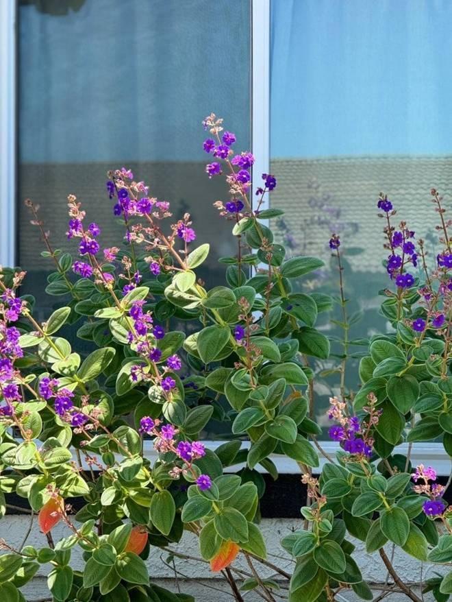 Em gái Tăng Thanh Hà sang Mỹ sống, khoe không gian xanh mát-9