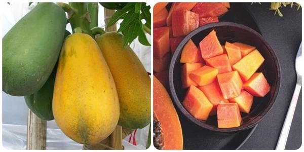 Những người nên hạn chế ăn quả đu đủ-1