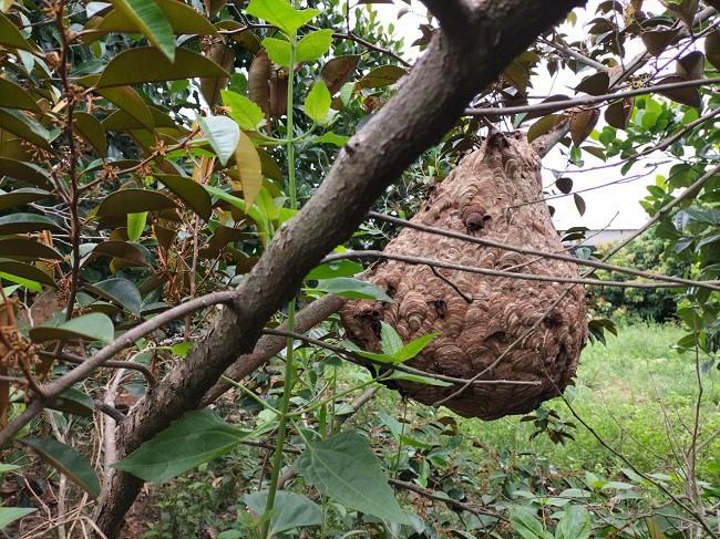 Loại côn trùng có nọc độc nguy hiểm được săn lùng làm mồi nhậu, giá nửa triệu đồng/kg-4