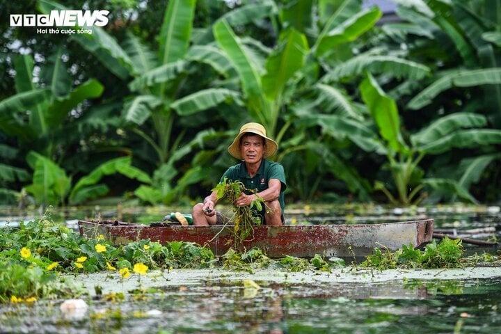 Rốn lũ Hà Nội: Người chèo thuyền tìm vịt lạc, người xót xa nhìn gà chết cả đàn-2