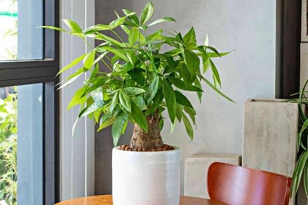 Cách bố trí cây xanh, đồ vật trong nhà để kích vượng vận đào hoa trong cả tình cảm và công việc khi cận kề lễ Thất Tịch-2