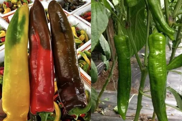 Những người không nên ăn lá ớt-2
