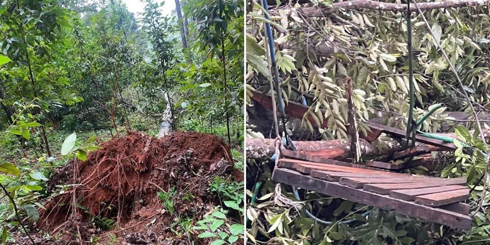 Đi công viên chơi zipline, bất ngờ bị cây đổ trúng, nữ du khách tử vong tại chỗ-1