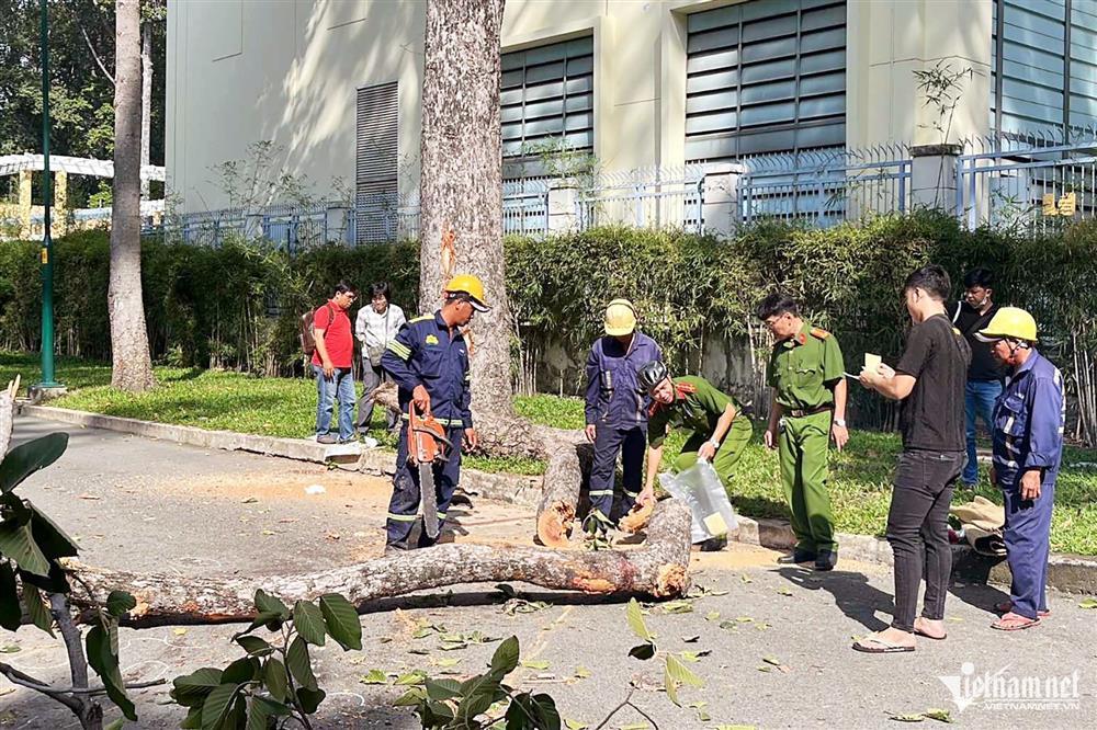 Cây xanh gãy nhánh trong công viên ở TPHCM, 2 người chết