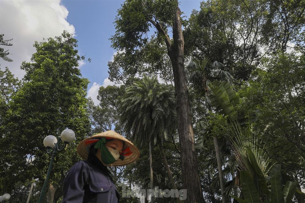 Bên trong công viên Tao Đàn, nơi xảy ra vụ nhánh cây rơi khiến 5 người thương vong-5