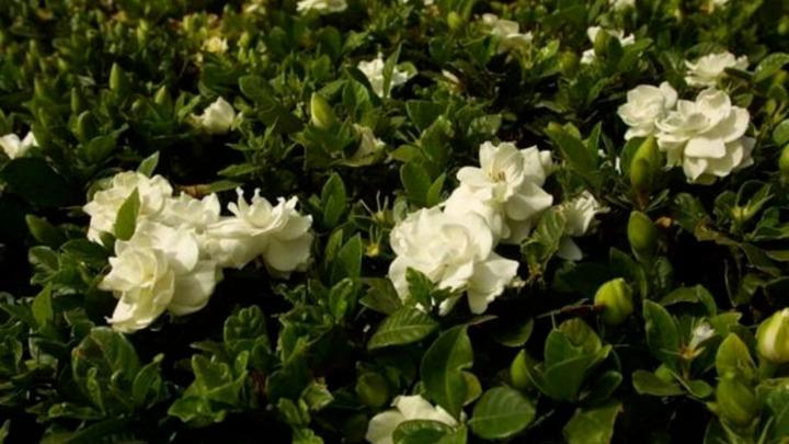 Cây dành dành có ý nghĩa gì trong phong thủy?-1