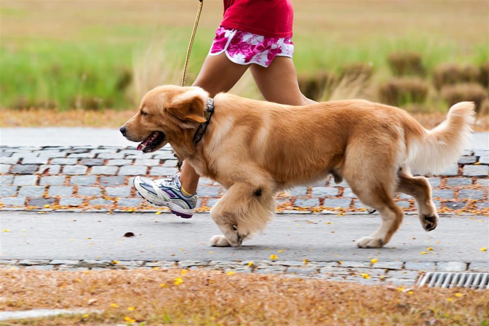 Sống ở chung cư nhưng thích nuôi chó, bị góp ý còn cãi ‘nó khôn hơn người’-1