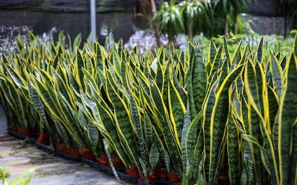 Trồng cây lưỡi hổ giúp thu hút tài lộc, phong thủy tốt lành, xua tà khí nhưng cần nắm rõ nguyên tắc 4 không-2